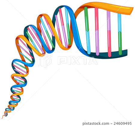 DNA strand in many colors DNA strand in many colors 24609495