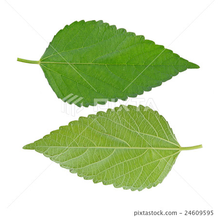 Nettle leaf isolated on white background Nettle leaf isolated on white background 24609595