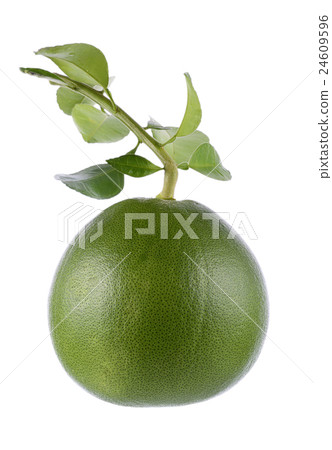 green grapefruit on white background green grapefruit on white background 24609596
