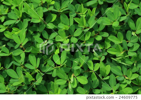 Natural plants Jahouseou, weeds spreading on the lawn seem to be treated but the feeling is higher on this one 24609775