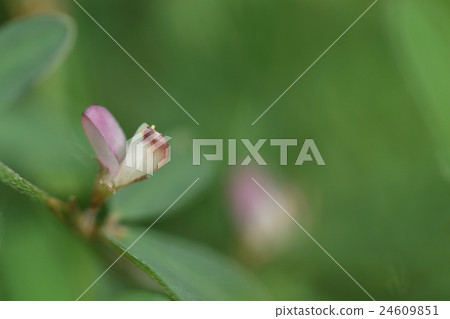 Natural plant Jahoussou, from summer to autumn Small flowers are sparsely put on the side of leaves Natural plant Jahoussou, from summer to autumn Small flowers are sparsely put on the side of leaves 24609851