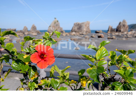 Hibiscus flowers and petroglyphs 24609946