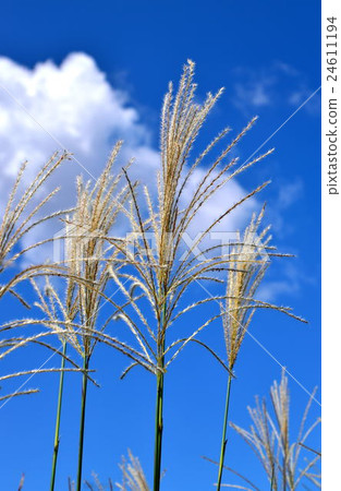 Blue sky and golden yellow skull swaying in the wind 24611194