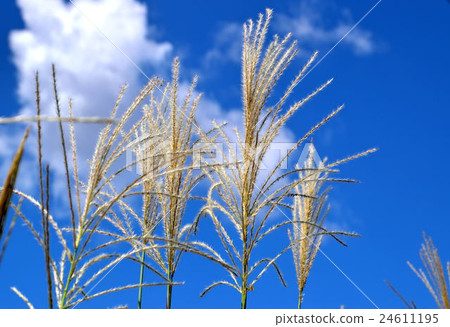 Blue sky and golden yellow skull swaying in the wind 24611195