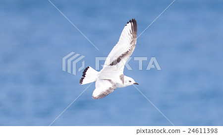 Black-legged kittiwake flying Black-legged kittiwake flying 24611398