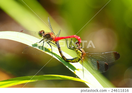 Stock Photo: dragonfly, dragonfly family, during copulation