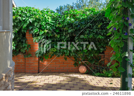 Red brick wall fence and wild grapes hanging down 24611898