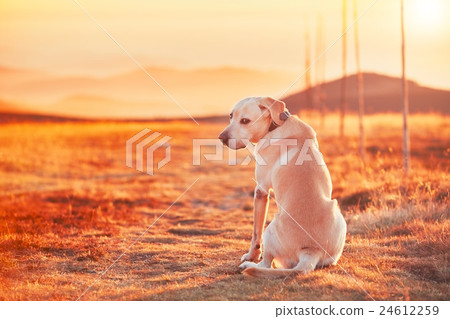 Dog at the sunset 24612259