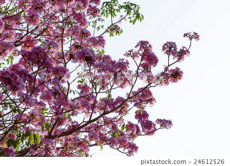 Tebebuia Flower (Pink trumpet) blooming 24612526