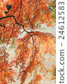 日本 24612583