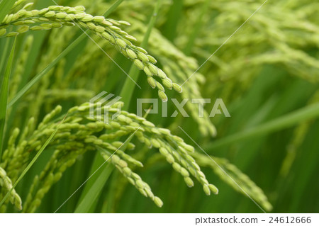 summer rice summer rice 24612666