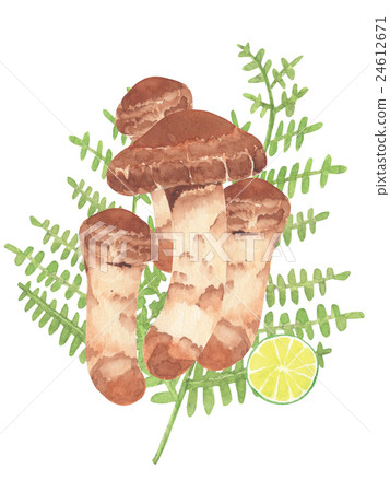 Matsutake蘑菇水彩例證 Matsutake蘑菇水彩例證 24612671