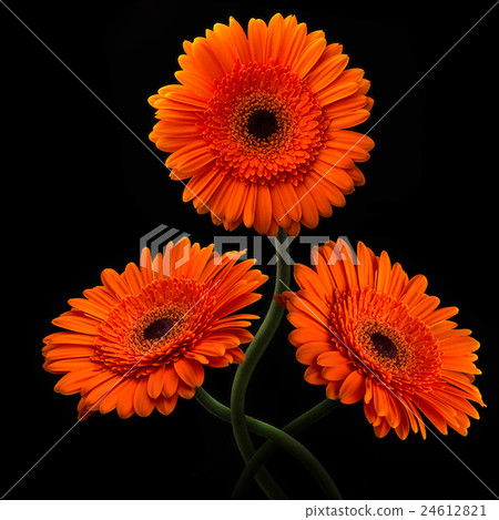 Orange gerbera with stem isolated on black Orange gerbera with stem isolated on black 24612821