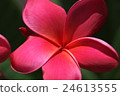 Plumeria flowers 24613555