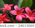Plumeria flowers 24613660