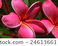 Plumeria flowers 24613661