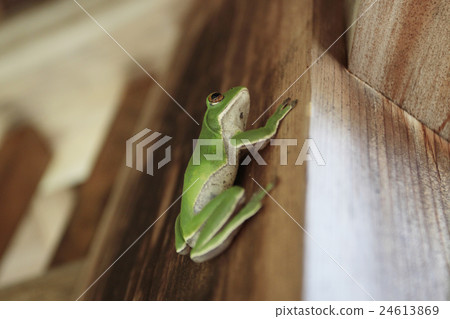 A frog A frog 24613869