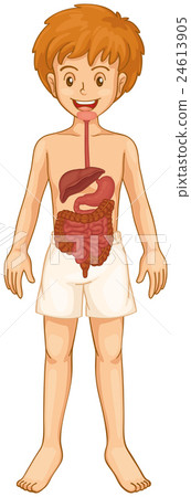 Digestive system in boy body - Stock Illustration [24613905] - PIXTA