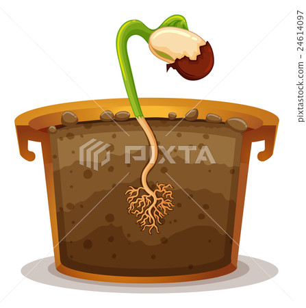 Growing plant in clay pot 24614097