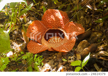 Raflesia 24614379