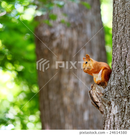 Red squirrel on tree 24614380