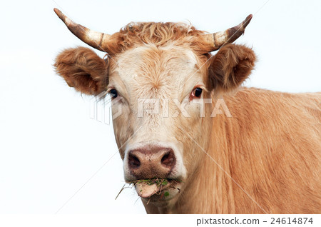 Head of eating cow 24614874