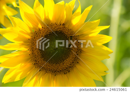 sunflower with a bee sunflower with a bee 24615061