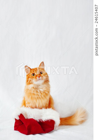 Ginger cat in Santa's hat. Christmas background Ginger cat in Santa's hat. Christmas background 24615407