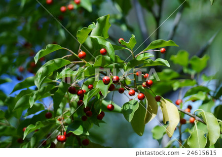 扶餘aoyogo花語言是“遠見卓識” 24615615