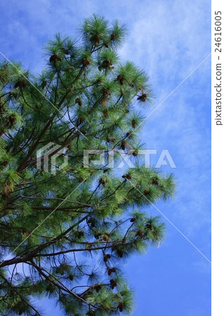 非常大的松果 24616005