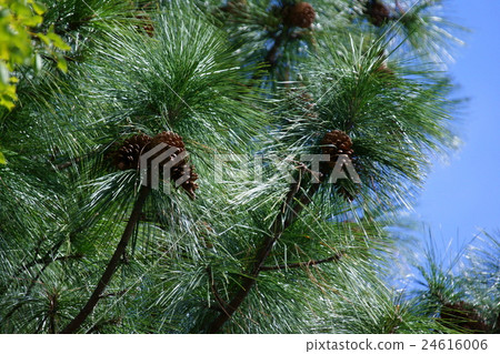 非常大的松果 24616006