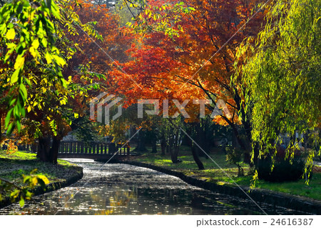 The autumn leaves park 24616387