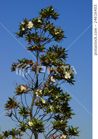 Taiwanese camellia Godonia flower language is "ideal love" Taiwanese camellia Godonia flower language is "ideal love" 24616403