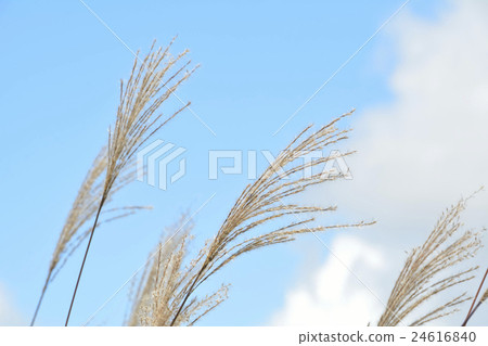 日本蒲葦和秋天的天空 日本蒲葦和秋天的天空 24616840