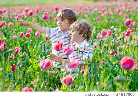Two little kid boys in blooming poppy field 24617006