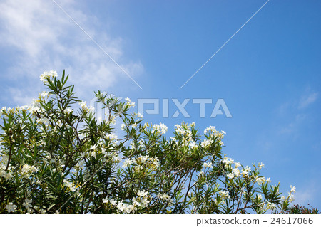 Fresh green and blue sky 24617066