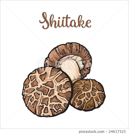 Set of shiitake edible mushrooms Set of shiitake edible mushrooms 24617325