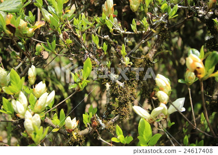 Azalea's moss Azalea's moss 24617408