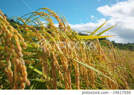 卓有成效的秋天 24617898