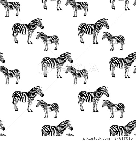 zebra black and white zebra black and white 24618010