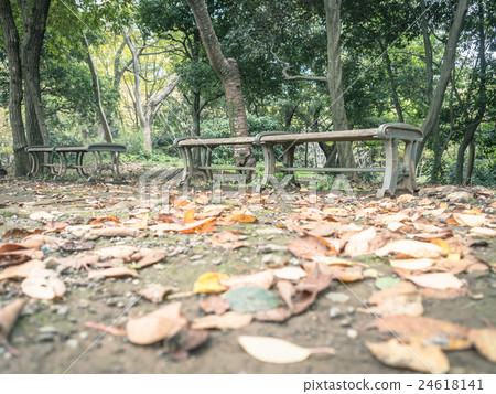 Scenery with a bench Park with fallen leaves 24618141