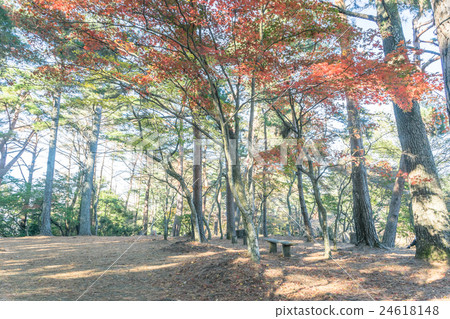 Landscape with bench Shuzenji Nature Park 24618148