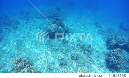 沖繩Akajima的水下攝影 沖繩Akajima的水下攝影 24618308