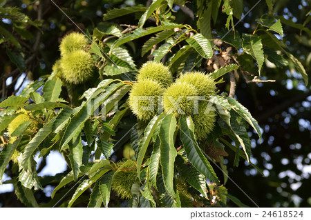 Blue chestnut fruit Blue chestnut fruit 24618524