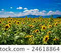 Sunflower field 24618864