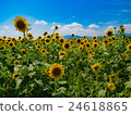 Sunflower field 24618865