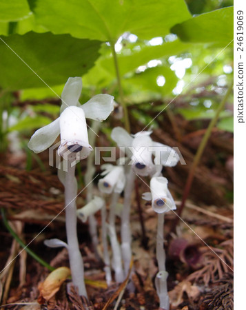 Gingushou - Vertical 24619069