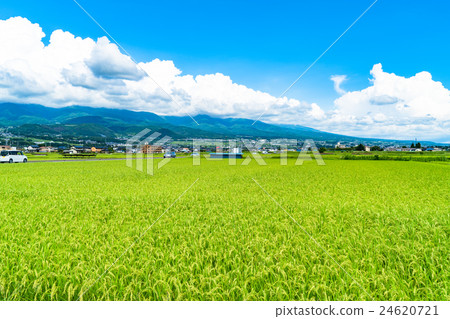 [長野縣]鄉村景觀和夏日的天空 24620721