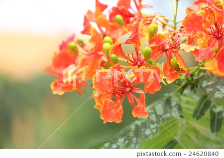 Peacock flowers is blooming in the public garden. 24620840