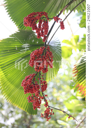 Balan fruit on tree of tropical palm. Balan fruit on tree of tropical palm. 24621007